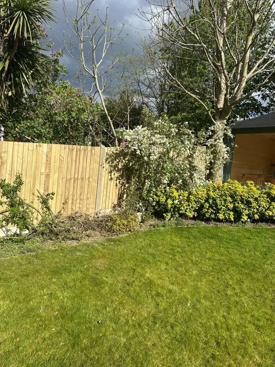 New fence running behind a lawn and flowering shrubs