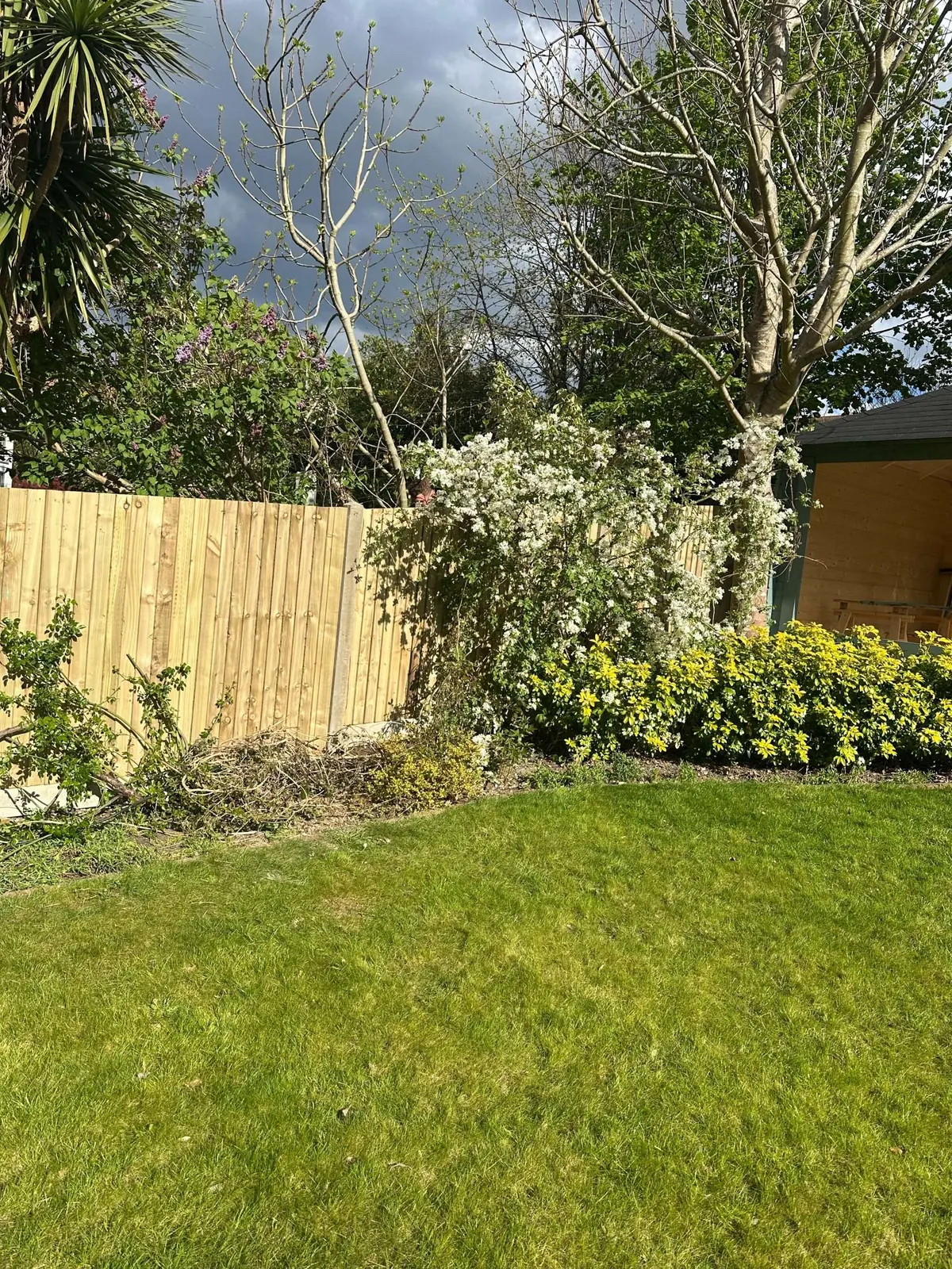 New fence running behind a lawn and flowering shrubs
